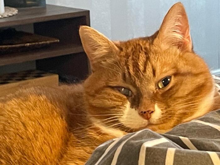 Ответ на пост «"Подтвердите, что вы пикабушник, добавив фото кота"»