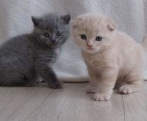 ��� ���� (� �� ������) ����� � �����.