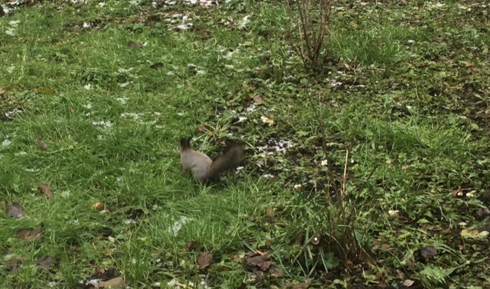 Белочка поселилась в наркодиспансере Кирова