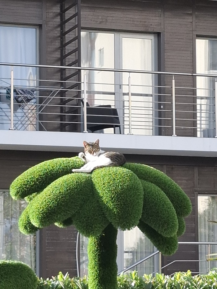  kukmor  &quot;,   ,   &quot;