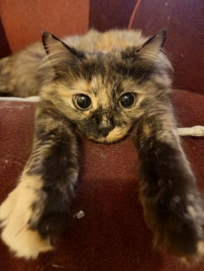    &quot;,   ,   &quot;