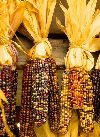 photo by <!--noindex--><a href="https://pikabu.ru/story/pryigayushchie_genyi_i_raznoobrazie_kukuruzyi_13447874?u=http%3A%2F%2Fwalmart.com&t=walmart.com&h=c685a59f951dd4b05c24c564eb4cccae5d3655ab" title="http://walmart.com" target="_blank" rel="nofollow noopener">walmart.com</a><!--/noindex-->