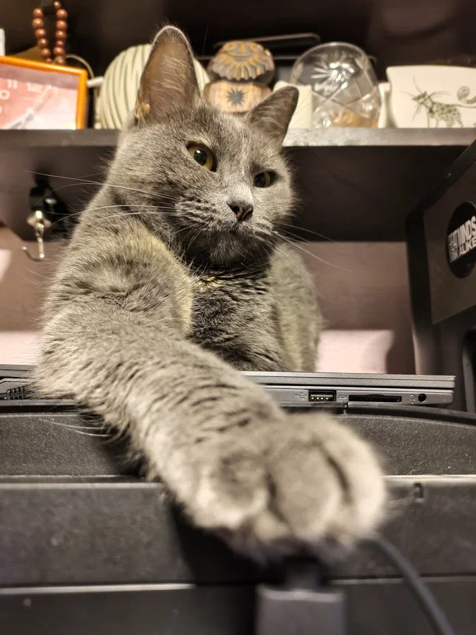 Ответ на пост «"Подтвердите, что вы пикабушник, добавив фото кота"»