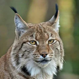 Lynx3928