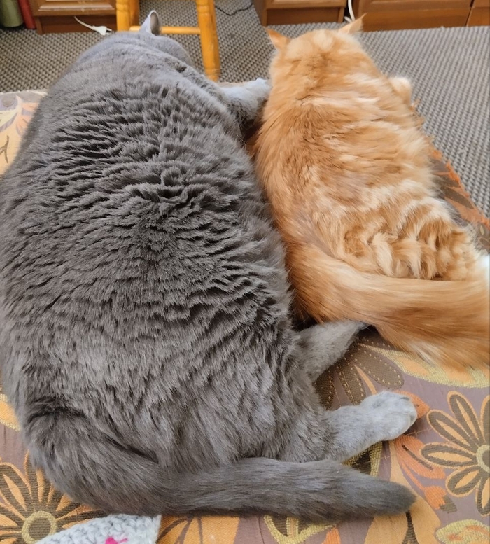 Я старый морж пикабушник, мне 11 лет. А я придурочный креветка, мне год