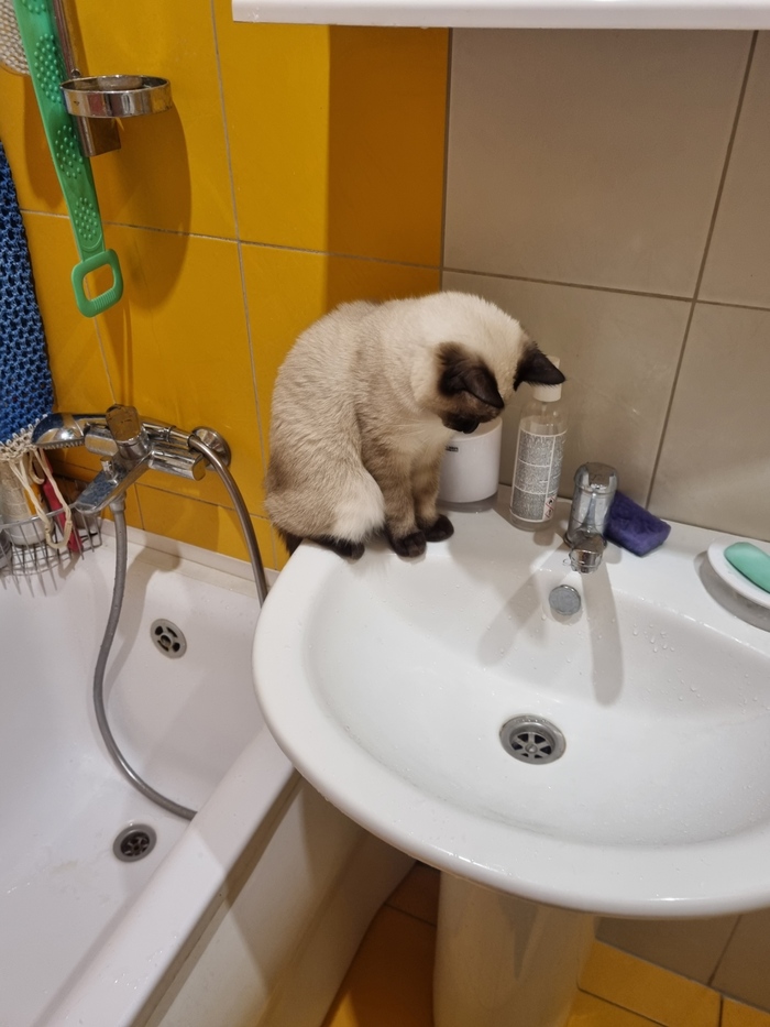 �����. ��� ���������