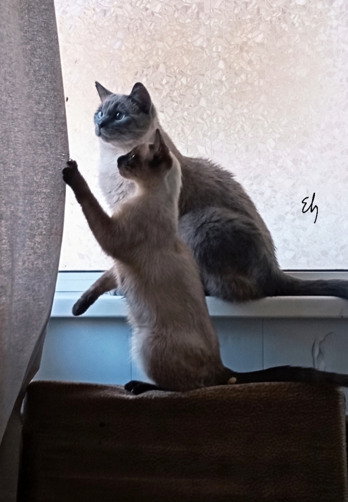    &quot;,   ,   &quot;