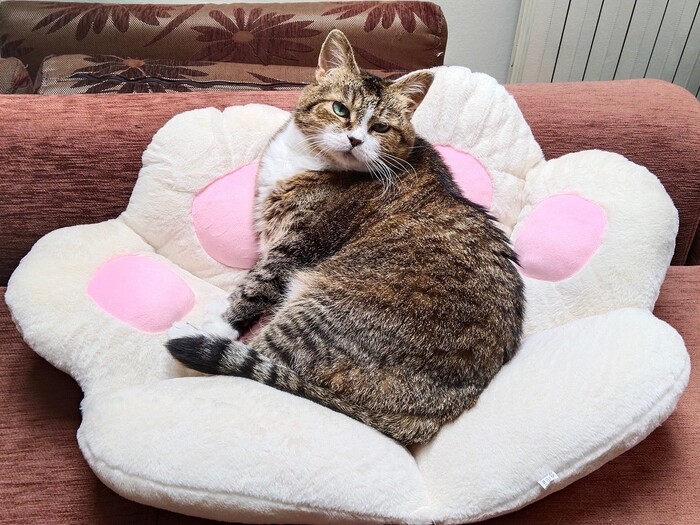 Ответ на пост «"Подтвердите, что вы пикабушник, добавив фото кота"»