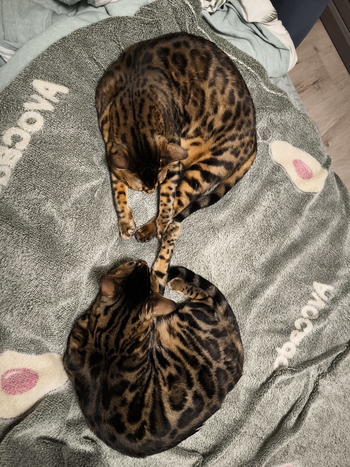 Вечернее перемирие на пледе мира