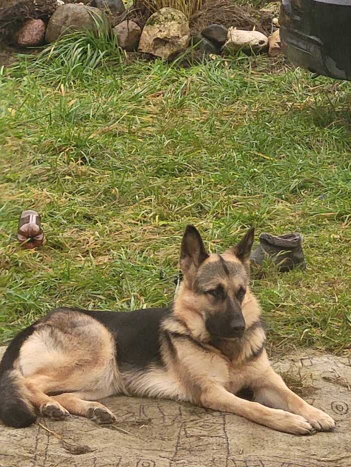 По этой фотографии, размещенной в соцсетях, Альку и нашли