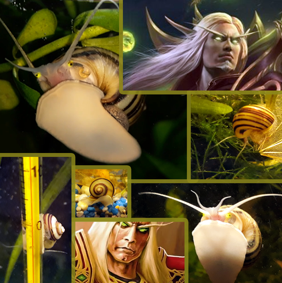 Спикси - улитка Эльф. Я знаю, какой именно - Серия Аквариумные улитки, Моё, Аквариумная улитка, World of Warcraft, Юмор, Аквариумистика, Аквариум, Видео, Короткие видео, Длиннопост