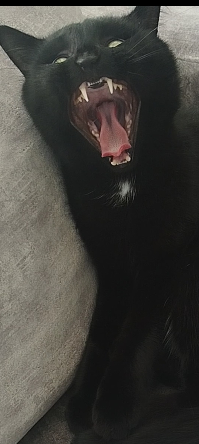 Кот пикабушницы