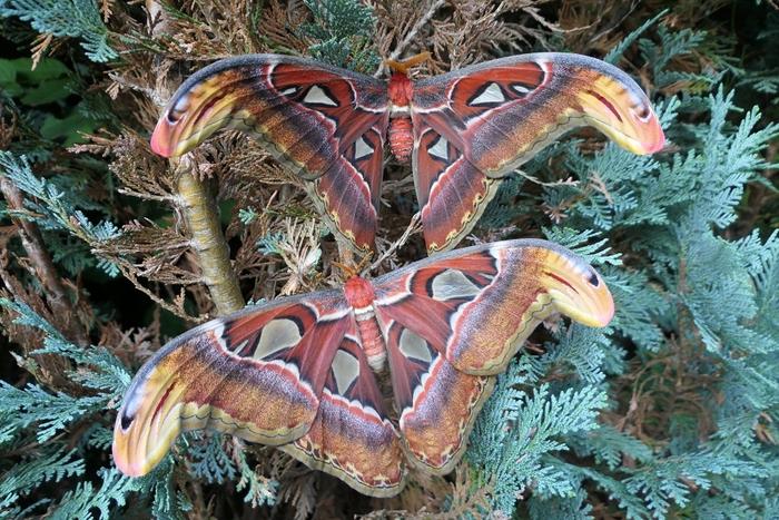   (Attacus atlas).