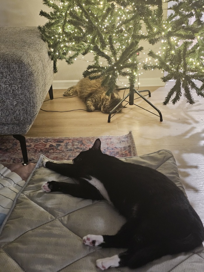 Коты чилят под елочкой в ожидании чуда