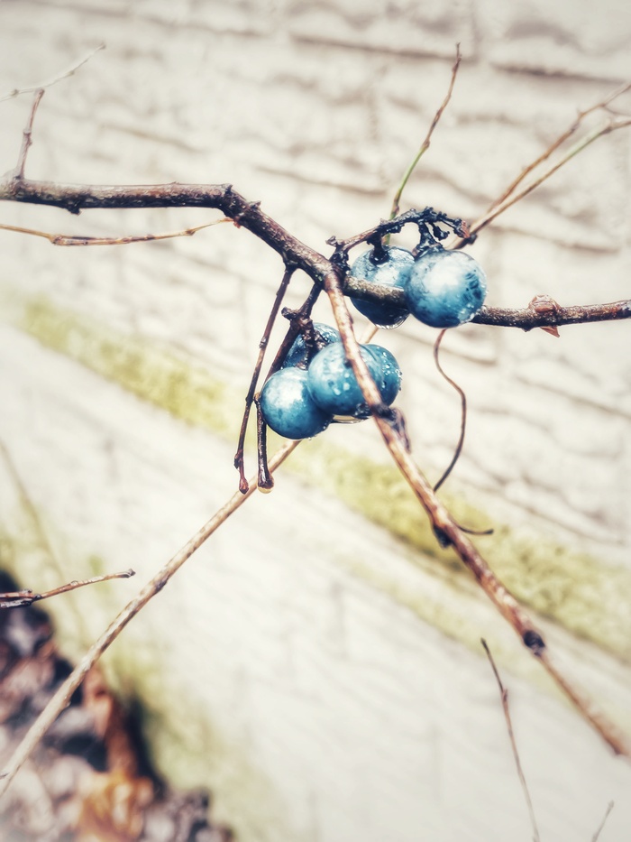 Виноградинки