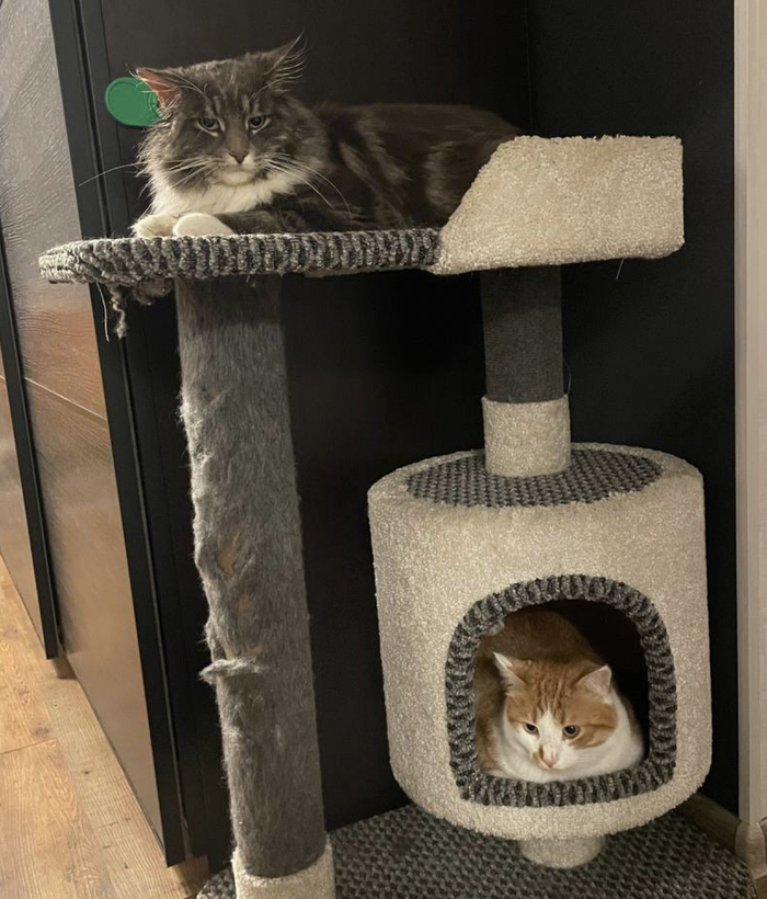    &quot;,   ,   &quot;