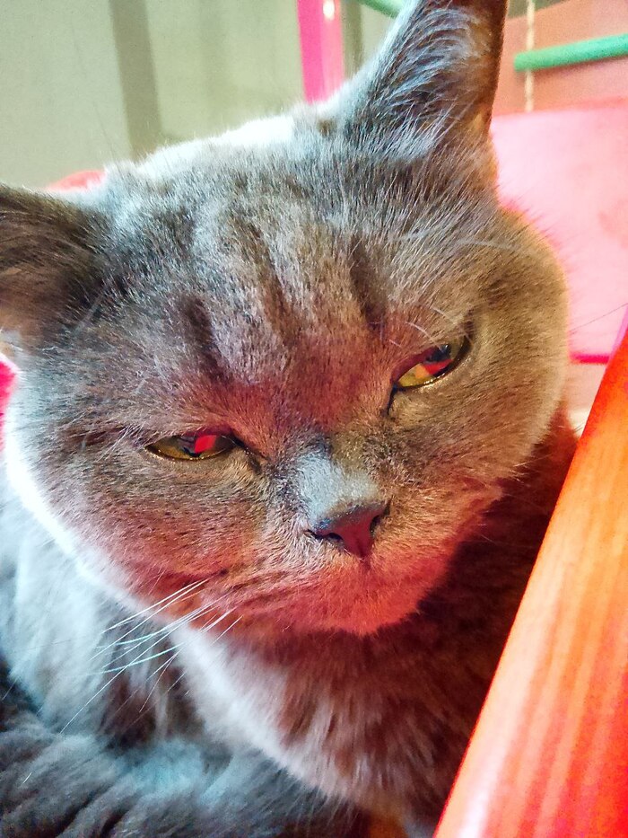 Кошка мать. Британка