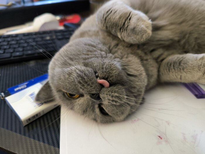 Ответ на пост «"Подтвердите, что вы пикабушник, добавив фото кота"»