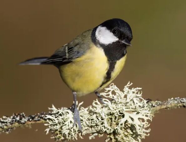Синицы-зомби