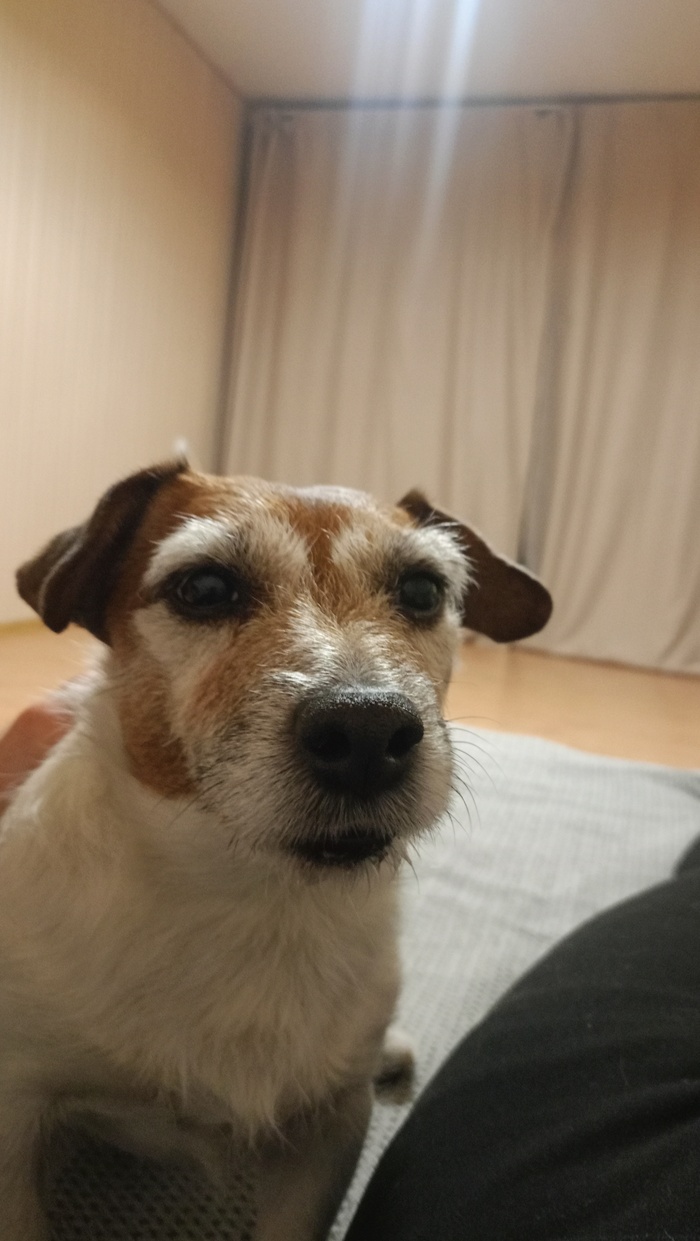 Ответ на пост «Н. Валуев: "Я говорил и буду говорить, как бы это всяким зоошизам, зооволонтерам не нравилось. Все это шатающееся шавло хуже борщевика"»