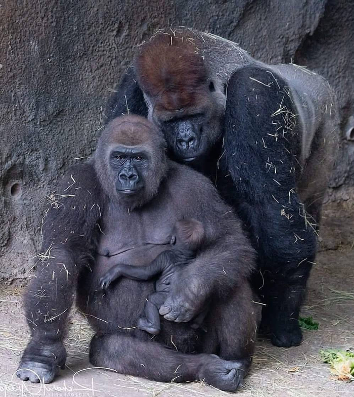 Как там наш малыш?