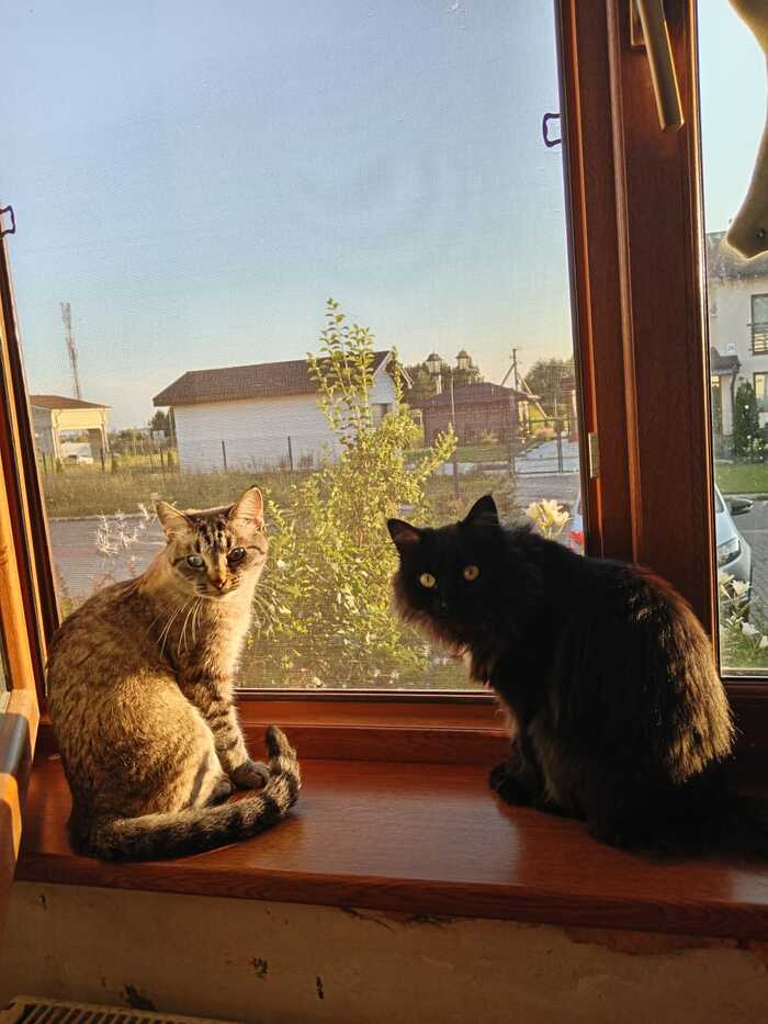       &quot;&quot;,   ,   &quot;&quot;