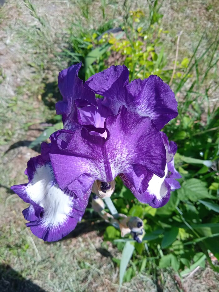 Ирис без названия