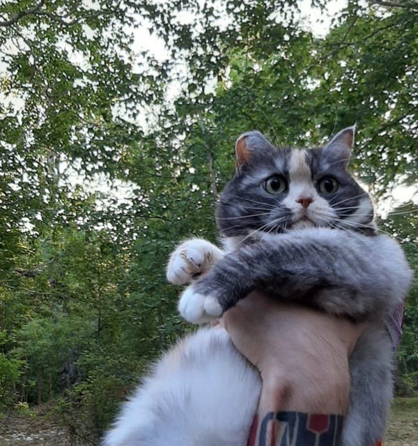 Старушка в охоте за птицами