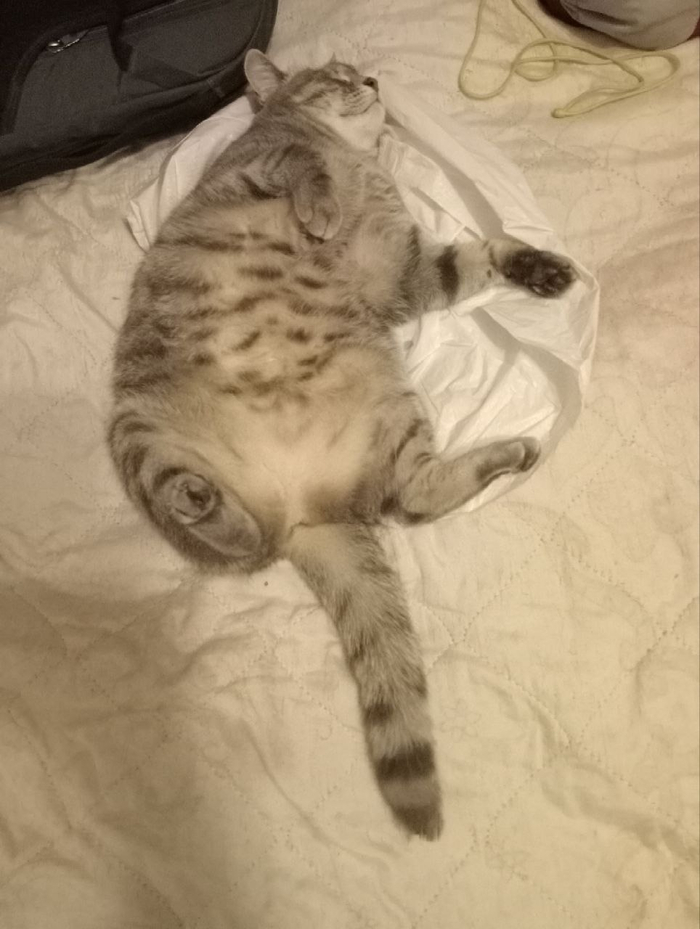 Это наша кошка Мурка, и она обожает спать. На кровати...