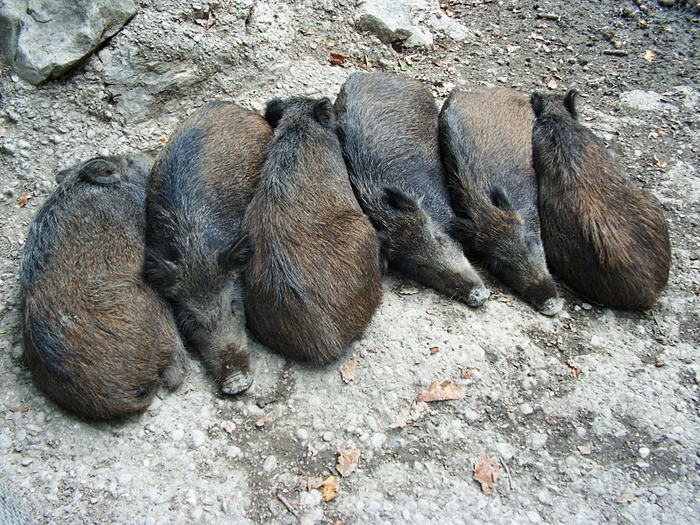  1980-    .        .  :      15-20&#xB0;C ,    .