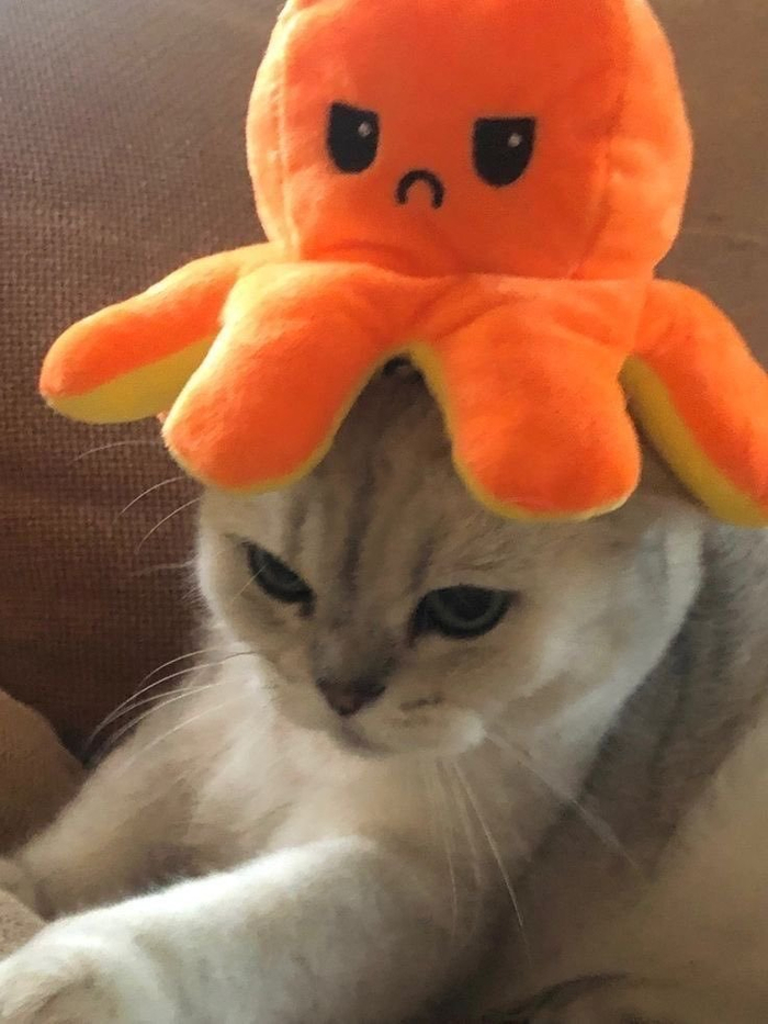 Шляпа под настроение