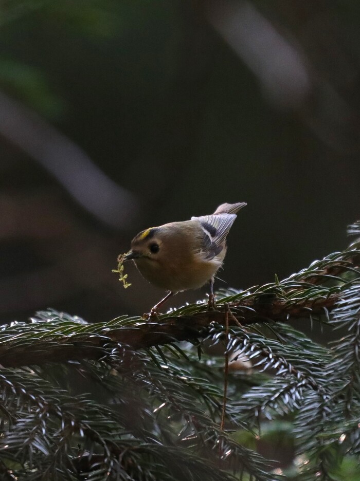 Где снег-то? а?