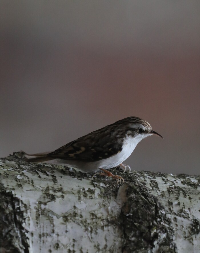 Пищуха. Эти всю зиму будут шуршать вверх-вниз по деревьям