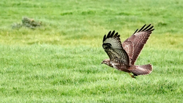     .   . ,   ( ).  ,  ,     . 