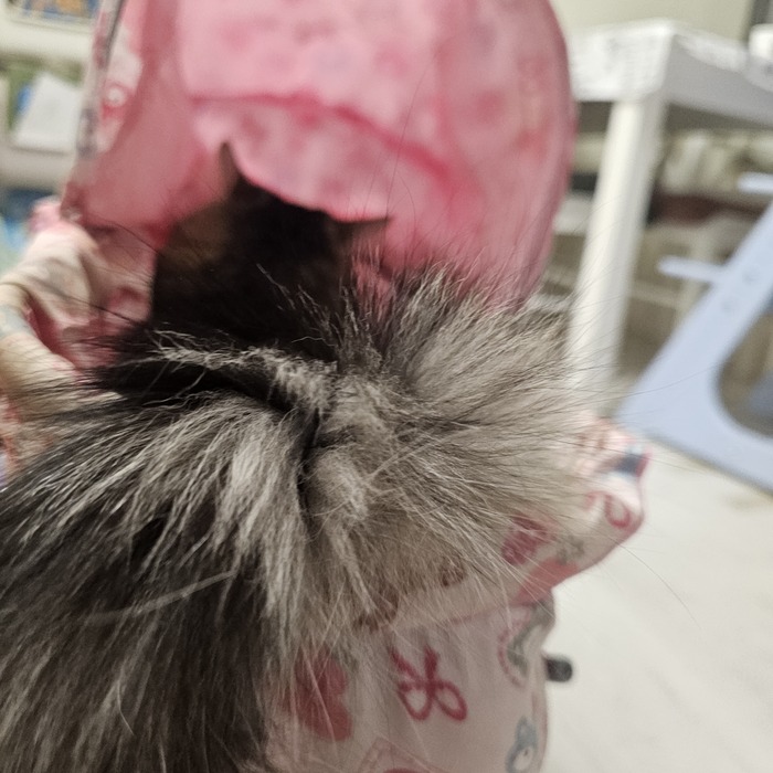 Хвот, как у лисы