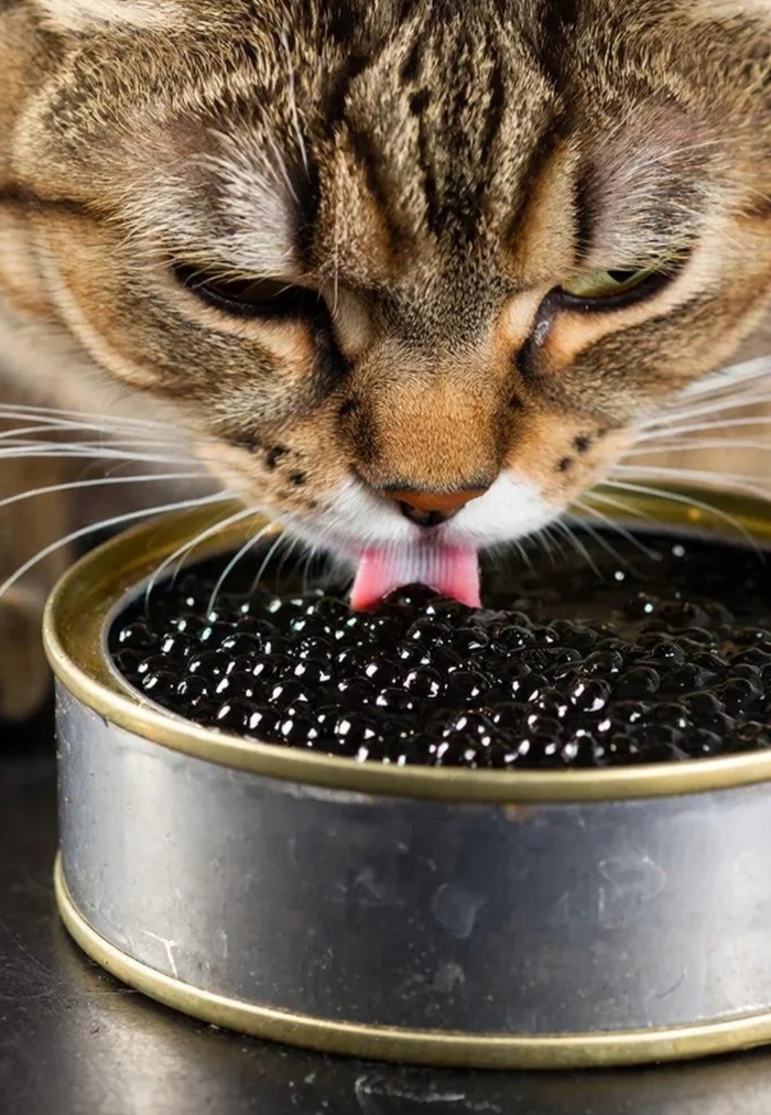 Можно ли кормить кошек чёрной икрой?