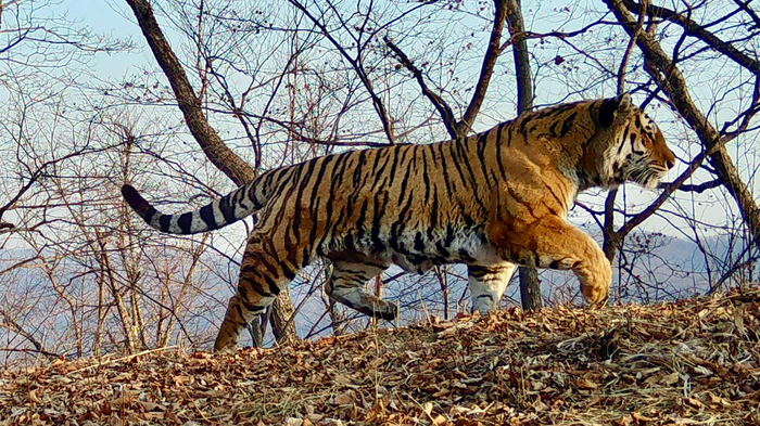   ,     ,  ,    .  <a href="https://pikabu.ru/story/gordyiy_13466322?u=https%3A%2F%2Ft.me%2Famurleo_land%2F7420&t=%D0%BE%D1%82%D1%81%D1%8E%D0%B4%D0%B0&h=8fc068c8a38202b9f254ee72477e45aabd63f7d3" title="https://t.me/amurleo_land/7420" target="_blank" rel="nofollow noopener"></a>