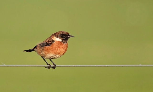 Свежее фото, вчера сделала. Ехала на велосипеде, а он рядом порхал, наверное, хотел, чтобы я его сфотографировала. Я остановилась и стала доставать фотокамеру, а он сел и стал позировать. Милая птаха. Это самец.