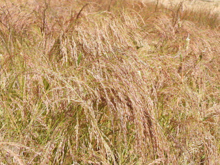 Зрелые колосья тефа. Фото Л. Головневой.