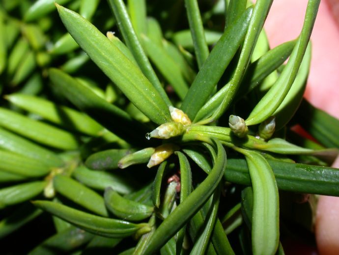 Мегастробилы тиса ягодного в день опыления. Фото с сайта <!--noindex--><a href="https://pikabu.ru/story/derevya_tis_yagodnyiy_13474768?u=http%3A%2F%2Frosih.ru&t=rosih.ru&h=4bcdd46e82b790ce23357d20c6ba6f9a3b93120e" title="http://rosih.ru" target="_blank" rel="nofollow noopener">rosih.ru</a><!--/noindex-->.