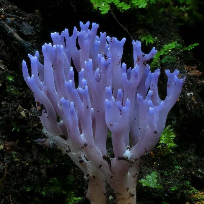 Рамариопсис красивый