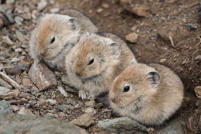 Летние ещё малышки Сайлюгемского национального парка в объективе Светланы Иваненко
