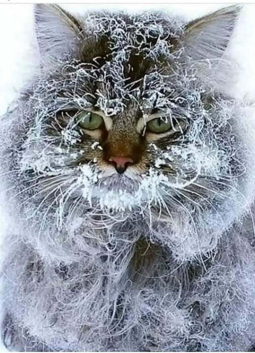 Нагулялся на морозе