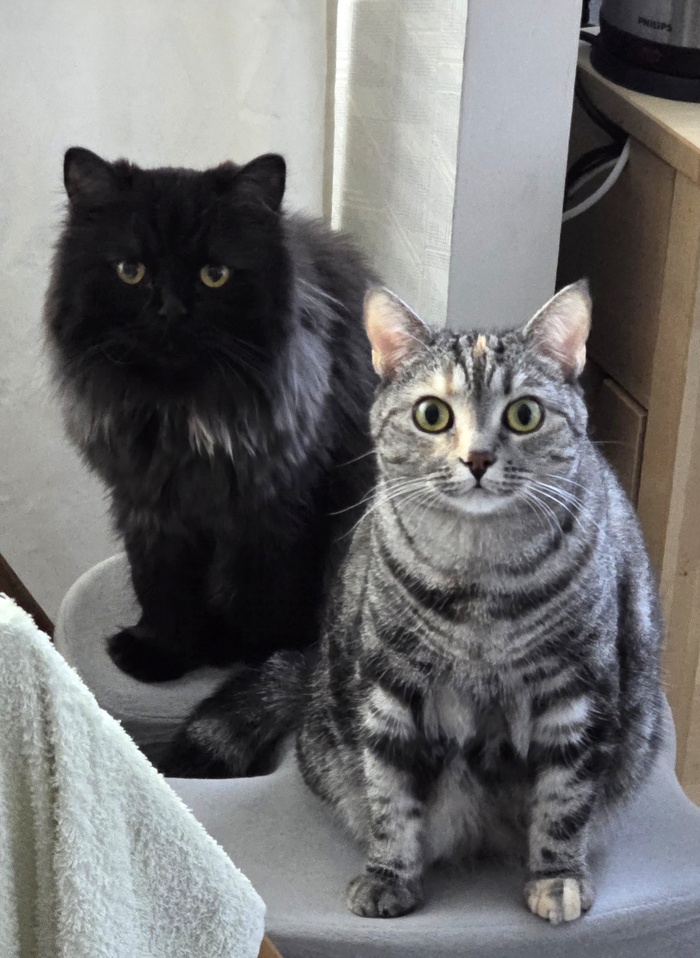 Я настоящий пикабушник. Вот мои доказательства