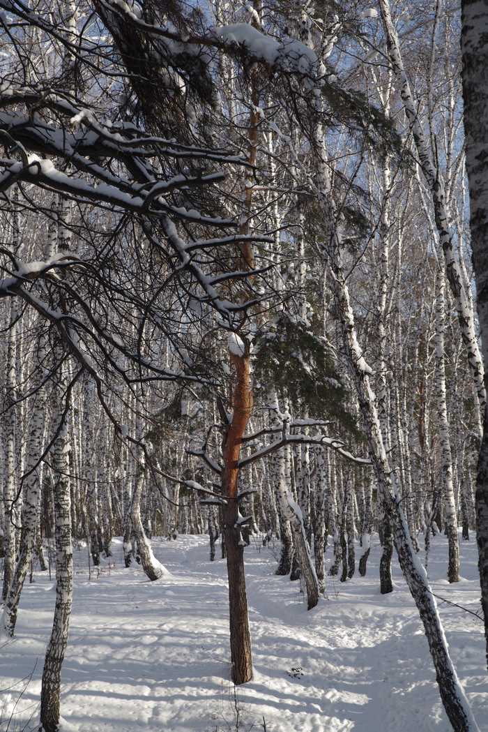 Тропинка в лесу