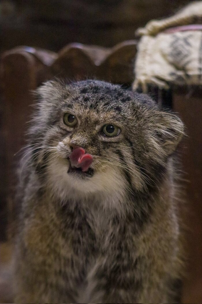 Лепесточек