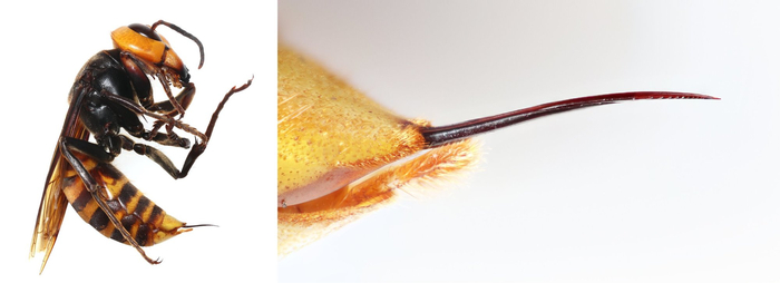 Жало шершня на конце брюшка, как и у других ос, и служит для обороны и охоты, вводя яд