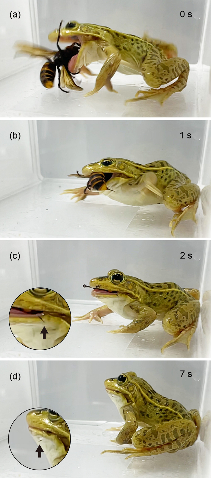 Всё было очень вкусно