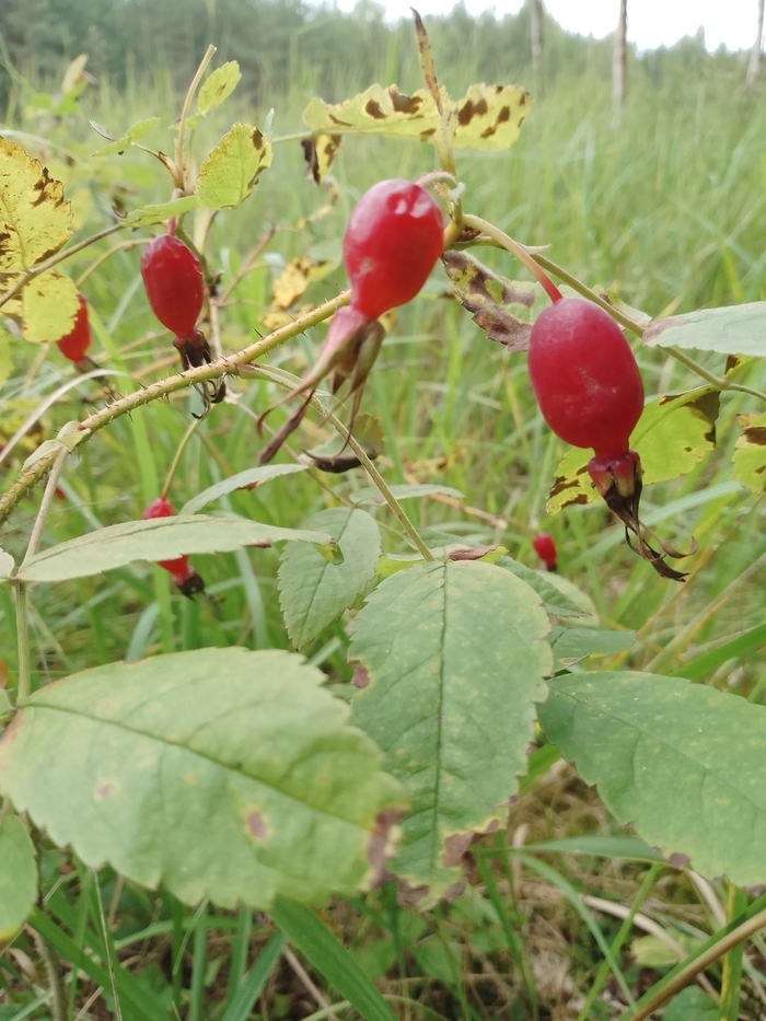Ждут, когда их кто-нибудь найдёт...