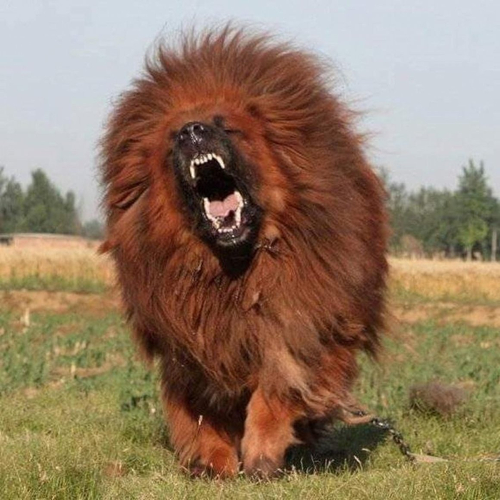 Интересно, кто додумался посадить льва на цепь?